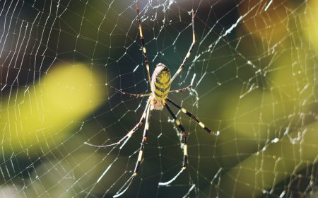 Please Stop Freaking Out About This Giant Yellow Spider