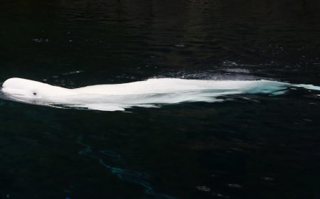 The Mystery of Alaska’s Disappearing Whales