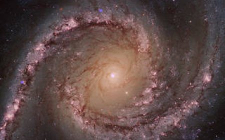 Black Holes Raze Thousands of Stars to Fuel Growth