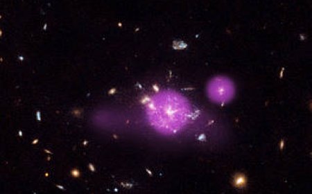 Feasting Black Holes Caught in Galactic Spiderweb