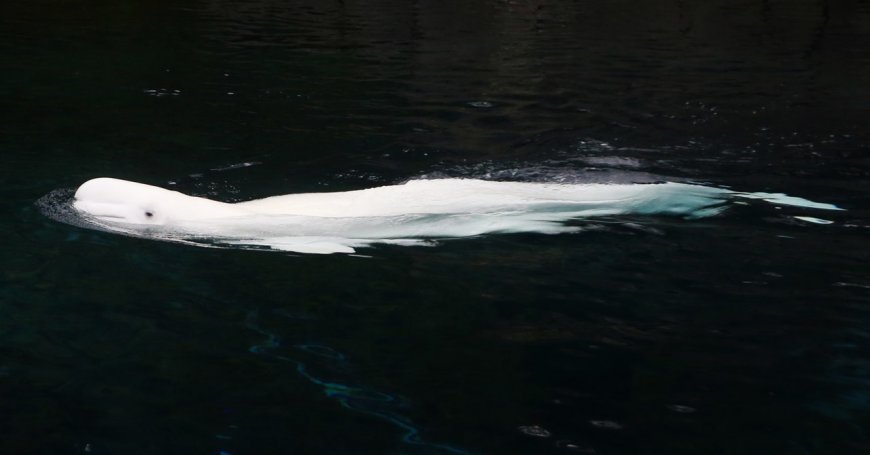 The Mystery of Alaska’s Disappearing Whales