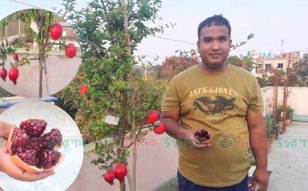 রাজশাহীতে বাড়ির ছাদে বেদানা চাষ করে আলোচনায় ব্যাংক কর্মকর্তা আহমুদুর