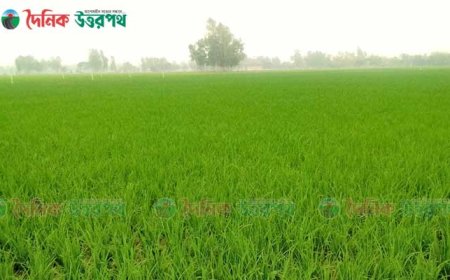 অপরূপ সবুজের সমারোহ বোরো ধানের মাঠজুড়ে