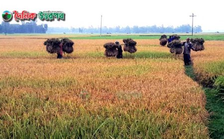 নন্দীগ্রামে পুরোদমে চলছে বোরো ধান কাটা-মাড়াইয়ের কাজ