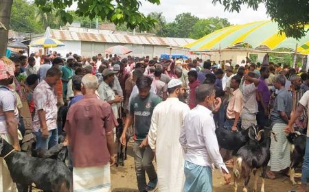 লালপুরে শেষ মূহুর্তে জমে উঠেছে কোরবানির পশুর হাট