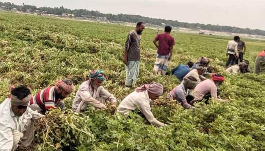 পদ্মার চরে বাদামের বাম্পার ফলনে খুশি কৃষাণ কৃষাণি