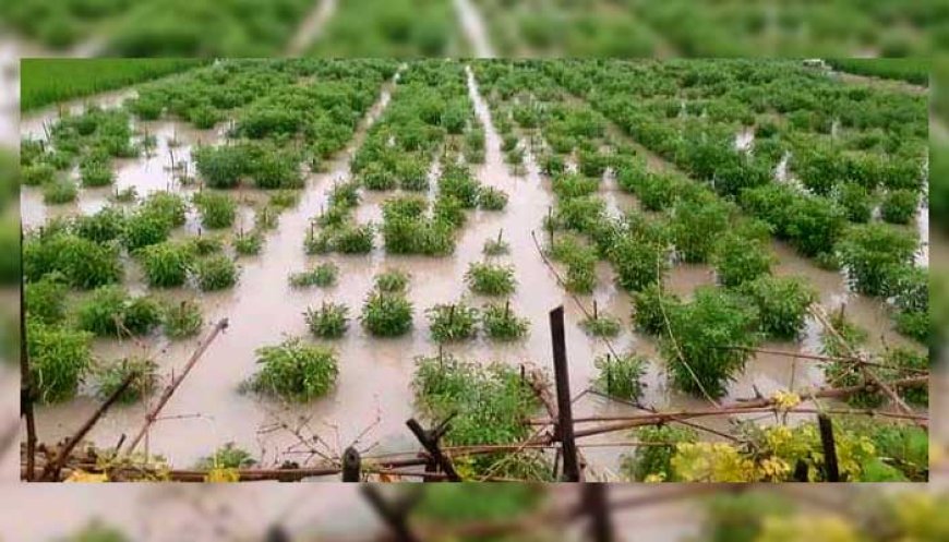 নন্দীগ্রামে প্রবল বৃষ্টিপাতে বেশি ক্ষতির কবলে মরিচ চাষিরা