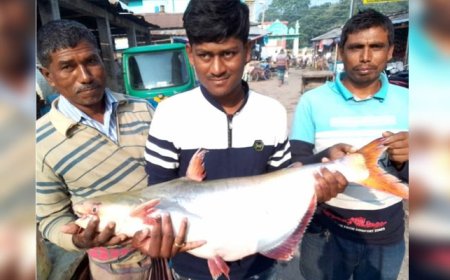 পদ্মায় ধরা পড়ল ১৪ কেজি ওজনের পাঙ্গাস
